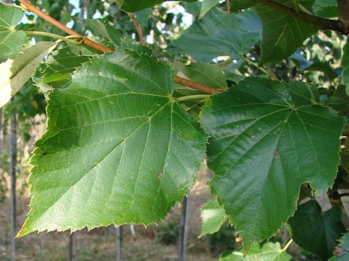 TILIA DASYSTYLA Steven – lípa krymská / lipa