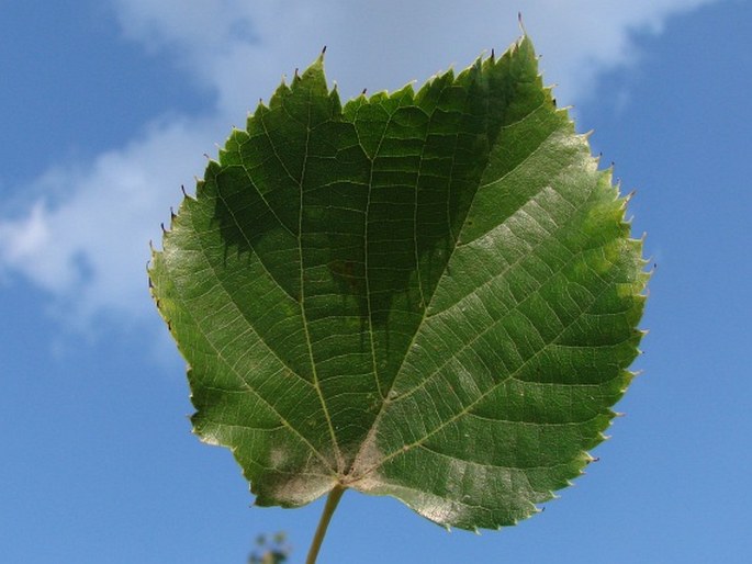 Tilia dasystyla subsp. dasystyla