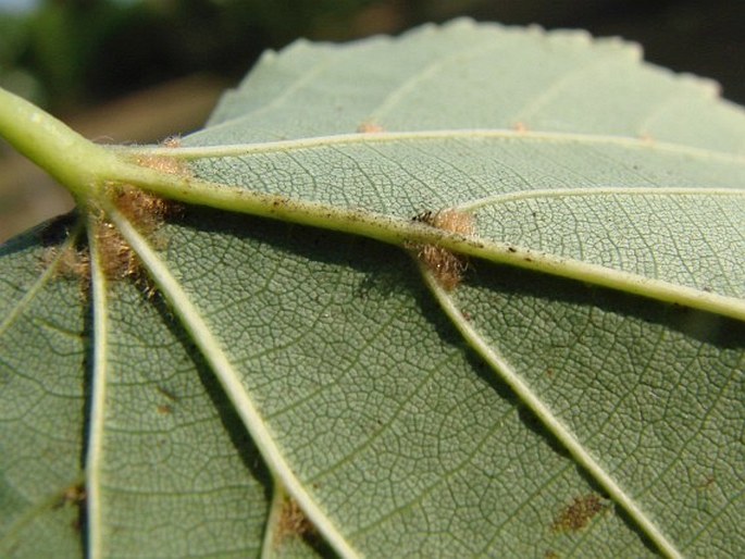 Tilia dasystyla subsp. dasystyla