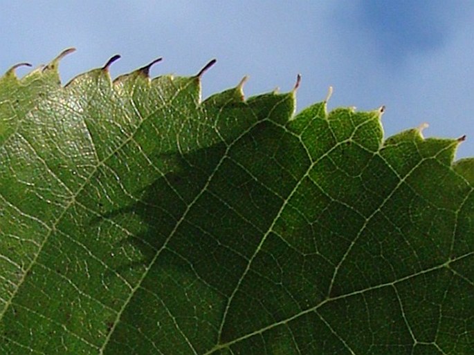 Tilia dasystyla subsp. dasystyla