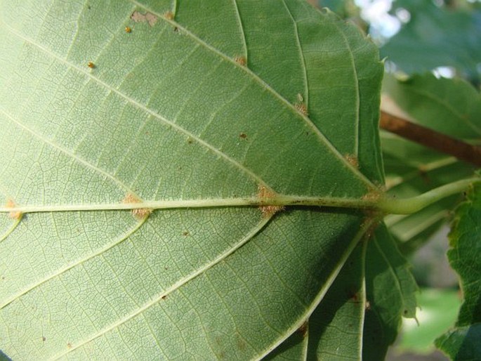 Tilia dasystyla subsp. dasystyla