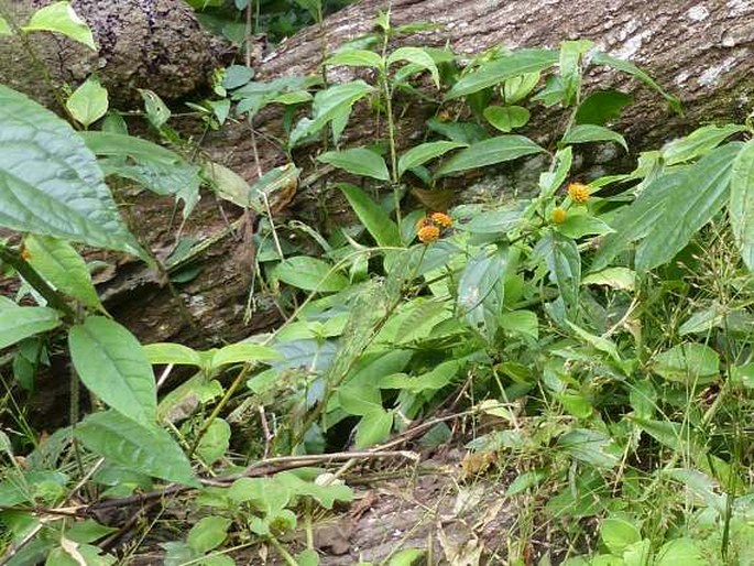 Tilesia baccata