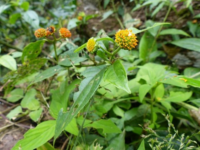 Tilesia baccata