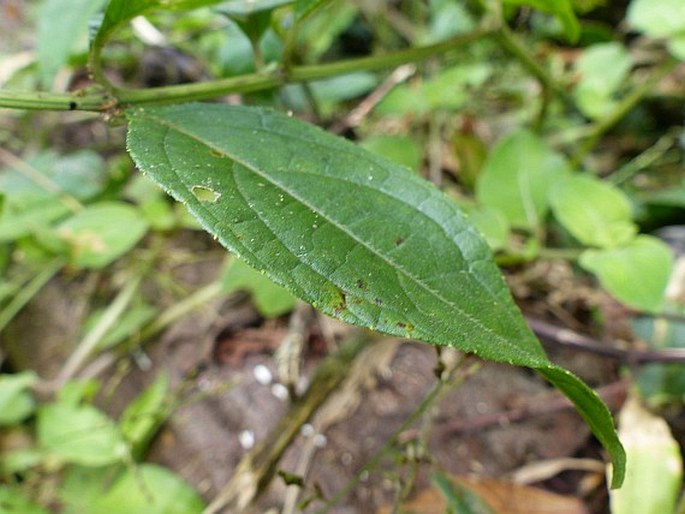 Tilesia baccata