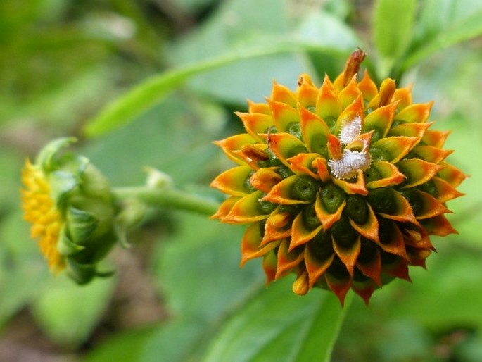 Tilesia baccata