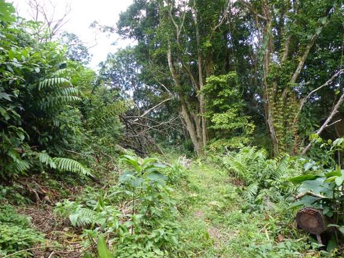 Tilesia baccata