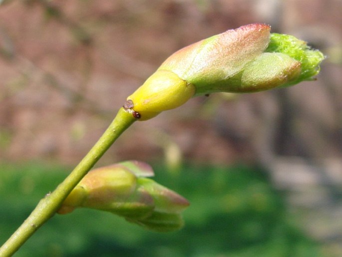 Tilia × euchlora