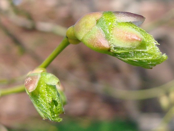 Tilia × euchlora