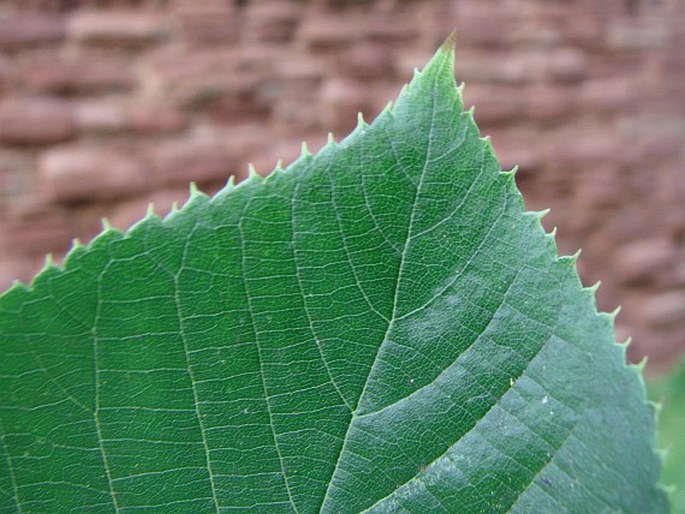 Tilia × euchlora