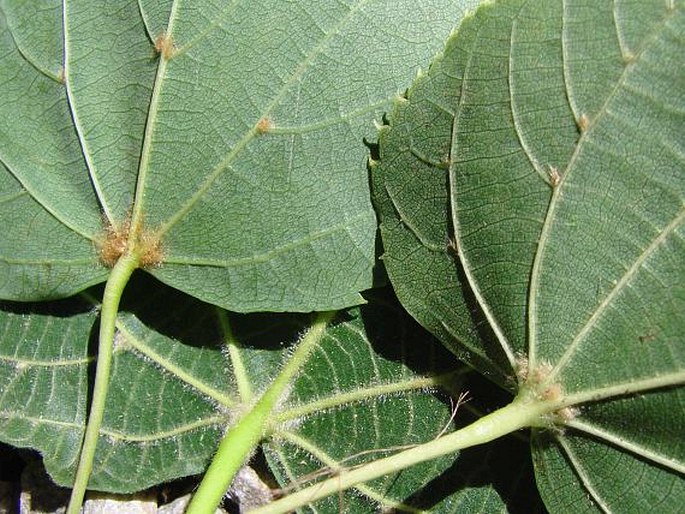 Tilia × euchlora