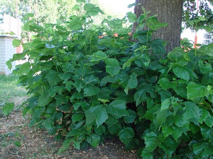 Tilia × euchlora