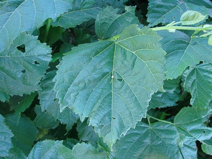 Tilia × euchlora