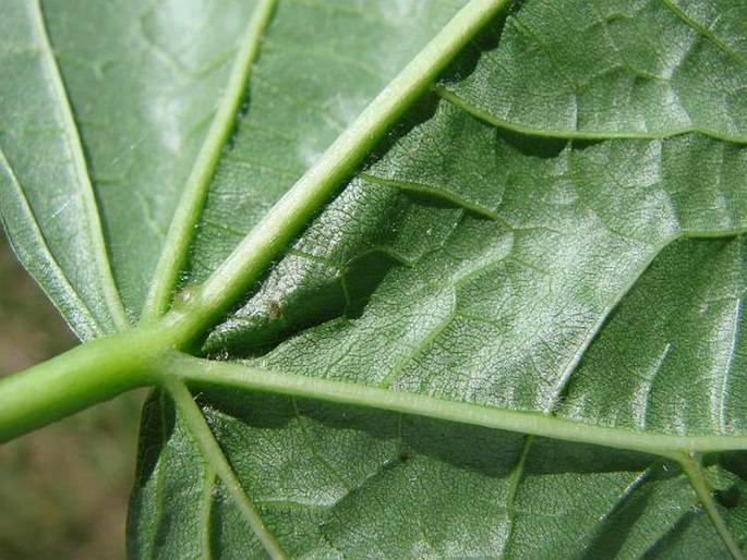 Tilia × euchlora