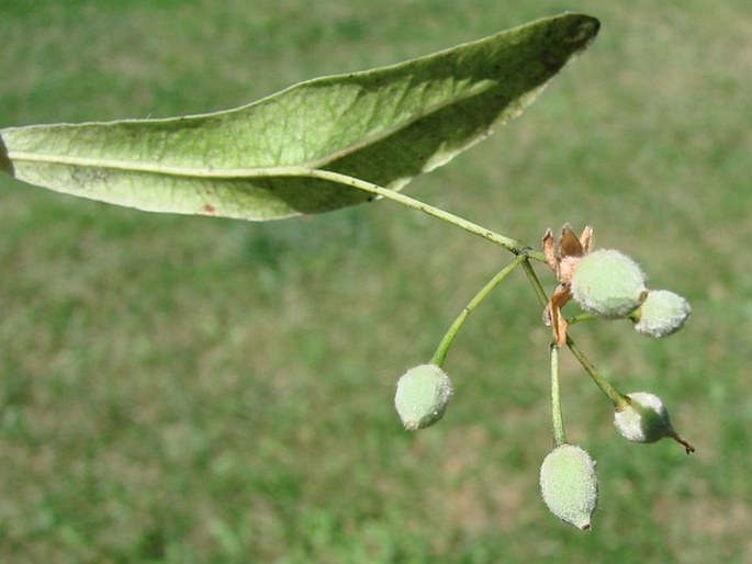 Tilia × euchlora