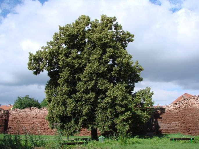 Tilia × euchlora