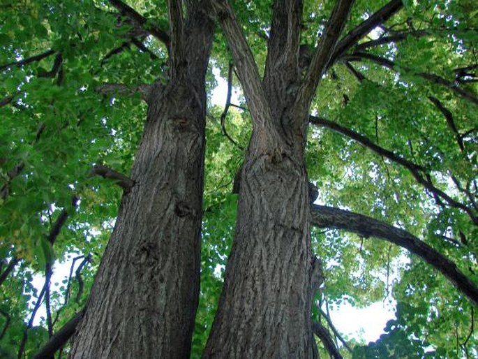 Tilia × euchlora