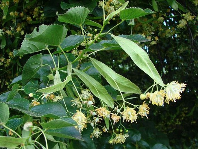 Tilia × euchlora