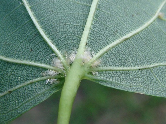 Tilia × euchlora