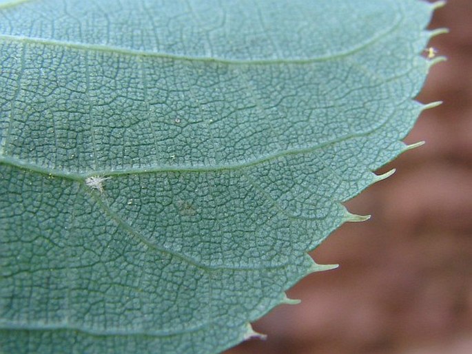 Tilia × euchlora