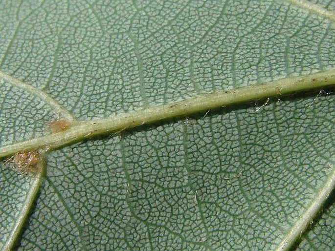Tilia × europaea