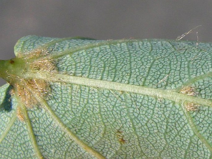 Tilia × europaea