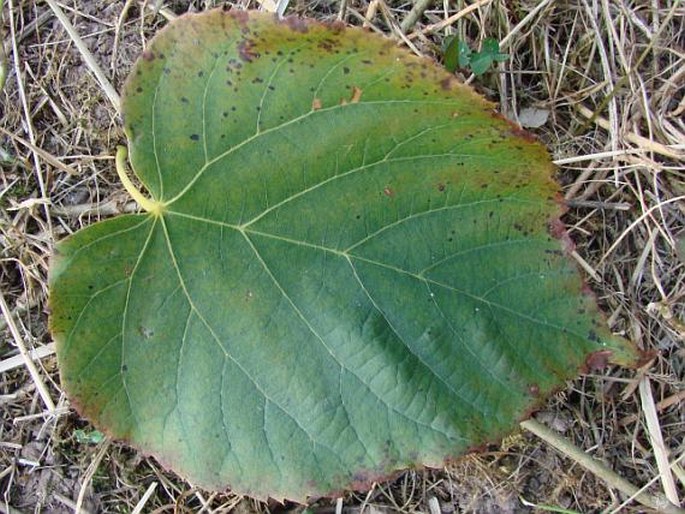 Tilia ×flavescens