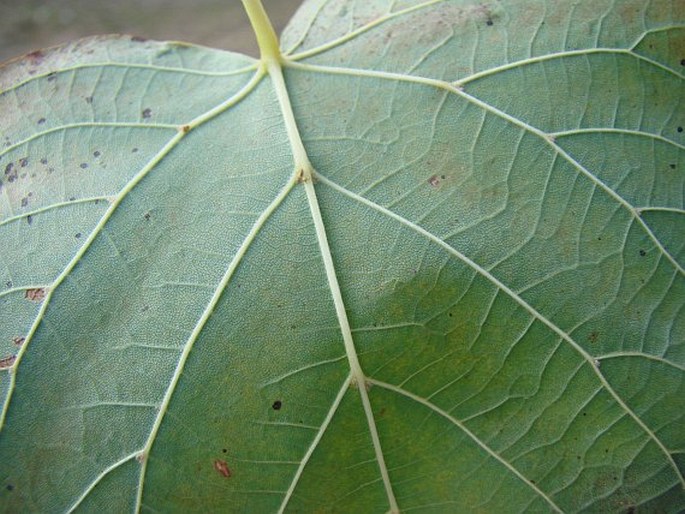 Tilia ×flavescens