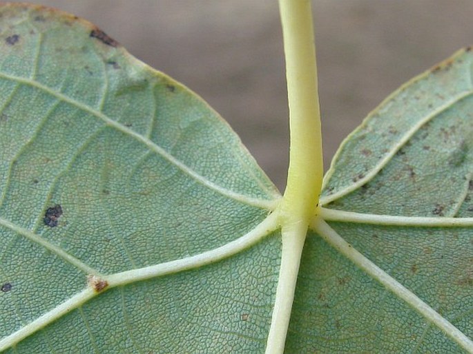 Tilia ×flavescens