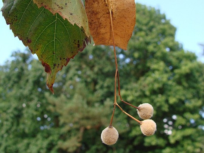 Tilia ×flavescens