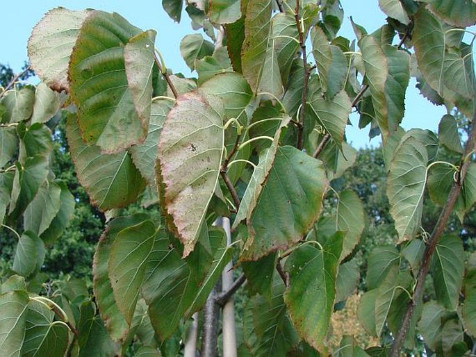 Tilia ×flavescens