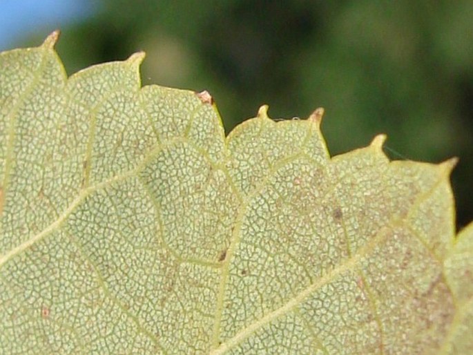 Tilia ×flavescens