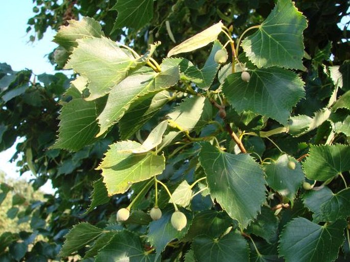 Tilia ‘Hanwell’