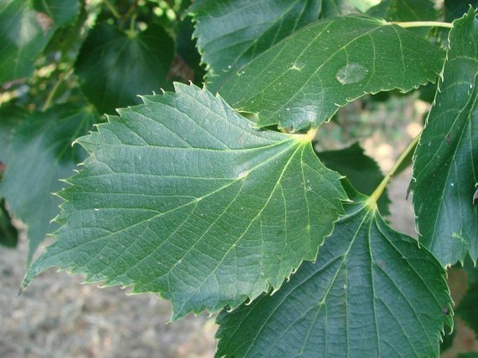 Tilia ‘Hanwell’