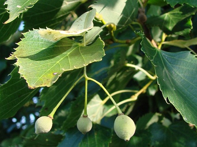 Tilia ‘Hanwell’