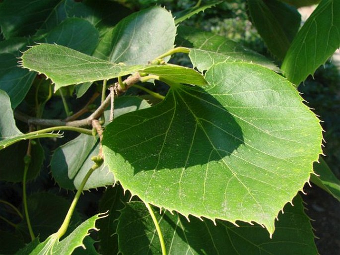 Tilia henryana