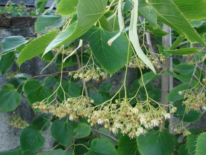 Tilia henryana