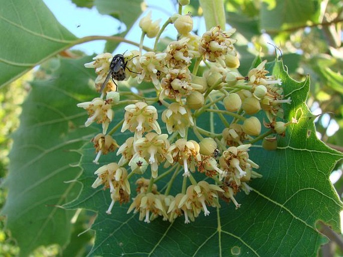 TILIA HENRYANA Szyszył.