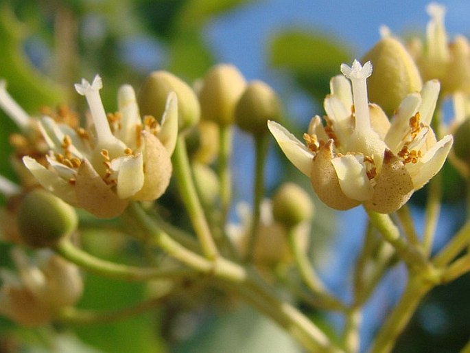 Tilia henryana