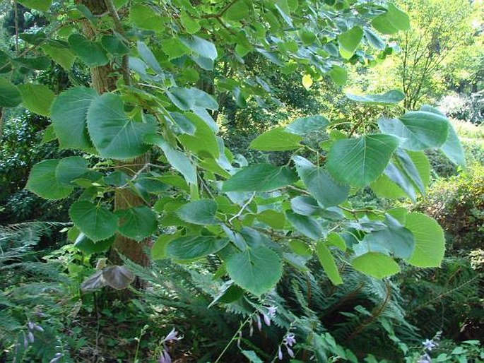 Tilia henryana