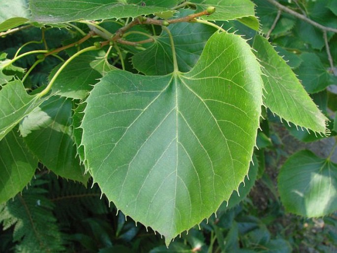 Tilia henryana