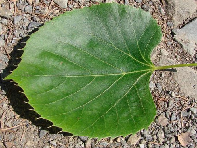 Tilia henryana