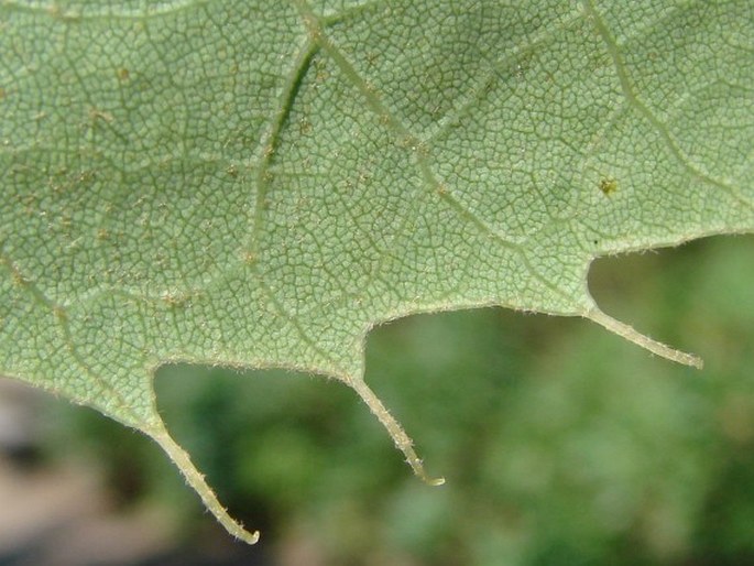 Tilia henryana