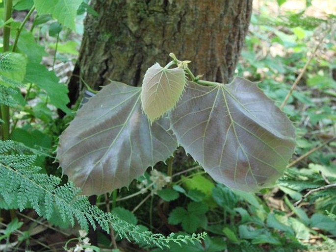 Tilia henryana