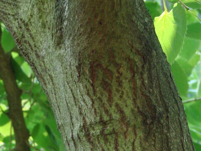 Tilia henryana