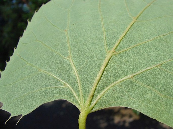 Tilia henryana