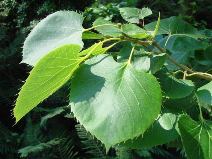 Tilia henryana