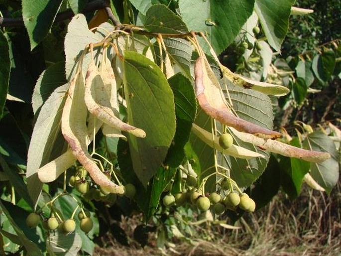 TILIA CAROLINIANA Mill.