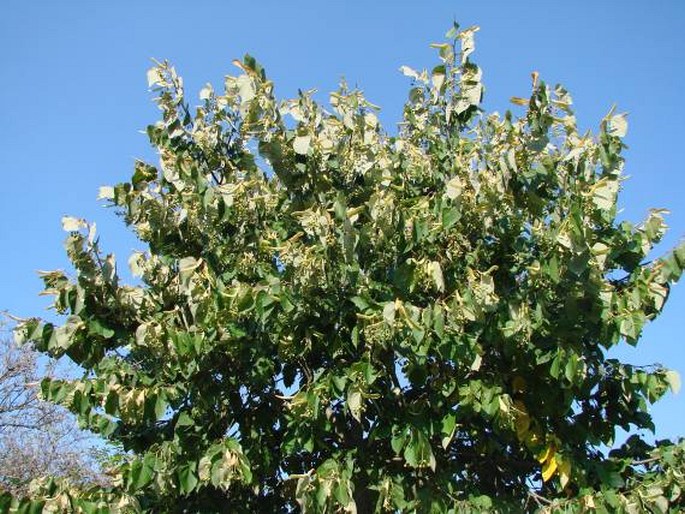 Tilia caroliniana subsp. heterophylla