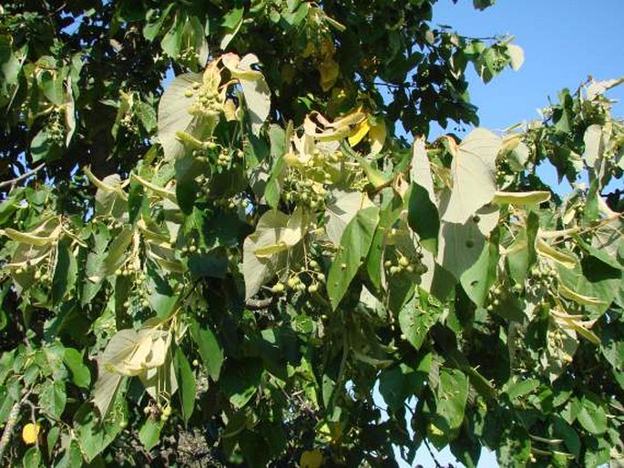 Tilia caroliniana subsp. heterophylla