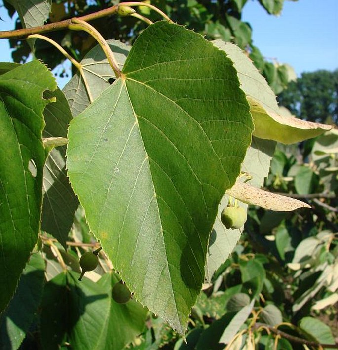 Tilia caroliniana subsp. heterophylla